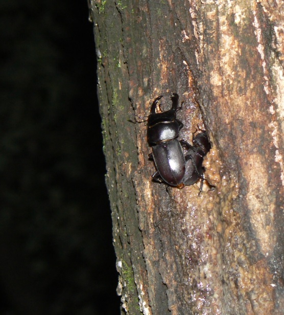 やなぎの枝先_幹に辿ってさらに降りたところにコクワガタのペア_2021年5月21日20時10分頃 気温22度
